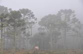 Neblina na área campestre de Urubici - SC